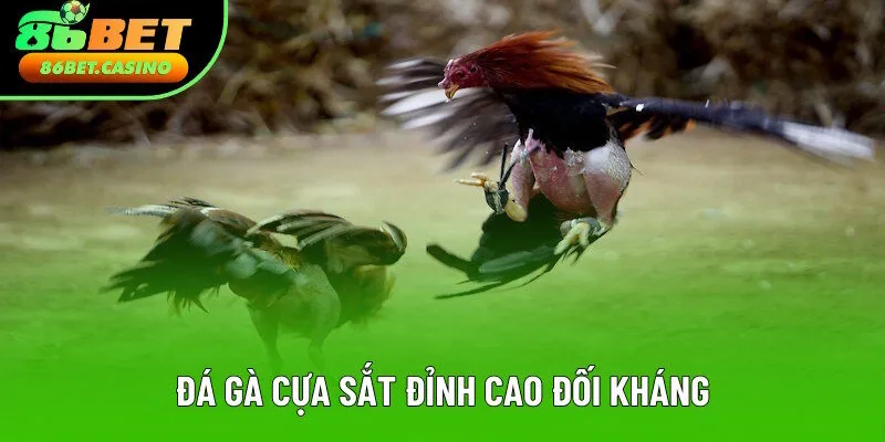 Phiên bản gắn cựa sắt đỉnh cao đối kháng Phiên bản gắn cựa sắt đỉnh cao đối kháng